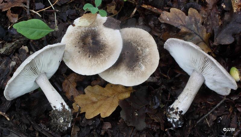 Tricholoma squarrulosum